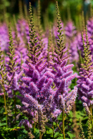 View of pink astilbe japonica false spirea on the summer meadow. Photography of lively nature.の写真素材