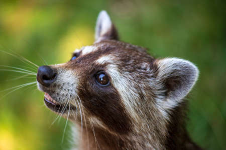 Portrait of Lotor Common Raccoon. Photography of nature and wildlife.の写真素材
