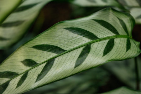 Close-up of marantaceae calathea leopardina evergreen leaves. Macro photography of nature.の写真素材