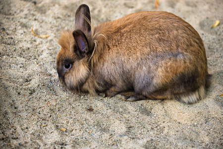 Full body of smoky gray-beige domestic pygmy rabbit. Photography of lively contryside.の写真素材