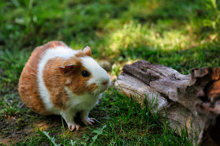 Full body of white-brown domestic guinea pig cavy in the garden. Lively nature of countryside.の写真素材