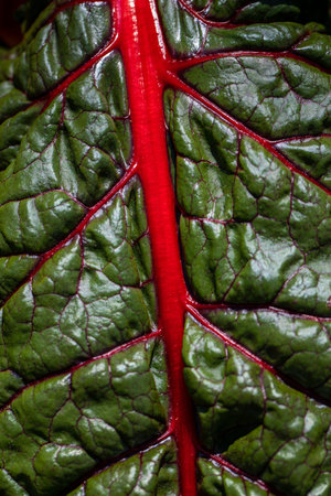 Close-up of red-yellow stemmed chard in the summer time vegetable garden. Macro photography of...