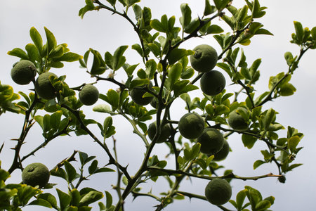 View of lime citrus tree branch in the summer garden. Photography of lively nature.