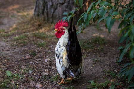 Full body of young plymouth rock rooster. Barred Rock rooster on the farm. Photography of nature and contryside.の写真素材