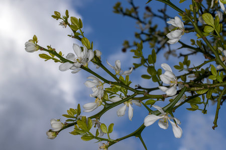 Flowering of trifoliate orange, poncirus trifoliata, citrus trifoliata in the spring garden on the...