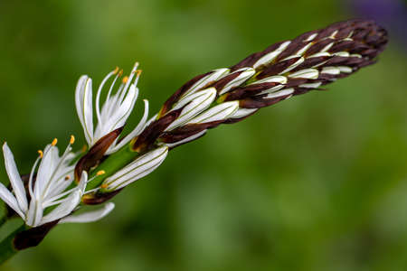 Portrait of flowering asphodelus albus, common name white asphodel plant in the spring garden. Macro photography of lively nature.の写真素材