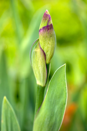 Close-up of superstition Iris barbata elatior flower on the green background in the spring garden. Macro photography of lively nature.の写真素材