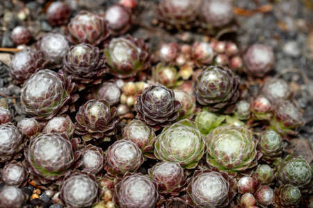 Close-up of sempervivum arachnoideum, the cobweb house-leek, succulent plant. Macro photography of lively nature.の写真素材
