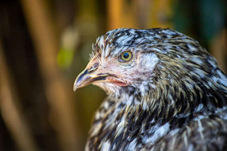 Portrait of white-brown-gray Brahma hen on the farm. Photography of nature and wildlife.の写真素材