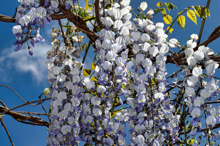 View of chinese wisteria sinensis flowering plants with hanging racemes. Macro photography of nature.の写真素材