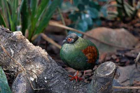 Full body of small female crested partridge is a resident breeder in lowland rainforests. Photography of nature and wildlife.の写真素材