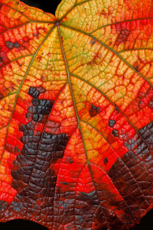Close-up of Vitis coignetiae leaf in the autumn time. Photography of lively nature.の写真素材