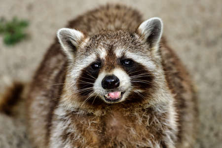 Portrait of cute common raccoon. Photography of lively nature and wildlife.の写真素材