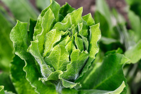 Close-up of centaurea macrocephala flower in the spring garden. Macro photography of lively nature.