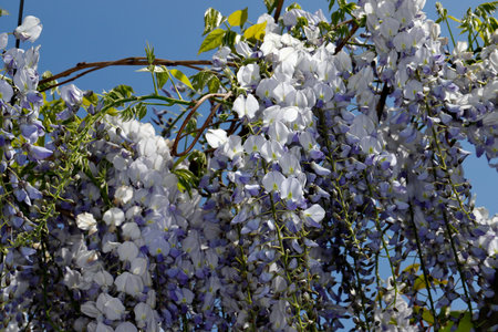 View of chinese wisteria sinensis flowering plants with hanging racemes. Macro photography of nature.の写真素材