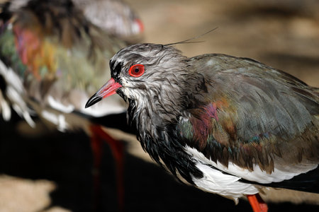 View of Southern Lapwing wild bird. Photography of lively nature and wildlife.