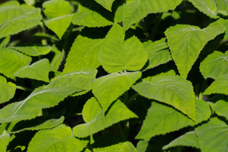 View of salvia dorisiana, the fruit-scented sage in the vegetable garden. Photography of lively...