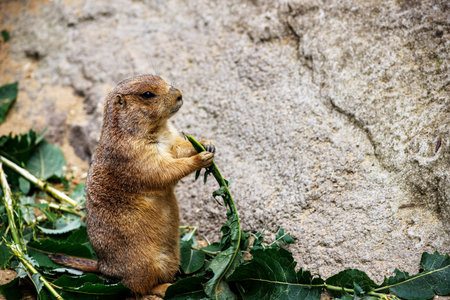 Full body of black-tailed prairie dog eating a green leaf