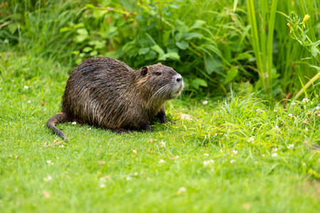 Full body of adult nutria on the green pond meadow