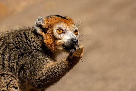 Close up portrait of an adult female crowned lemur Eulemur coronatusの写真素材
