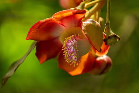 Flowering cannonball tree, couroupita guianensis, in the summertime