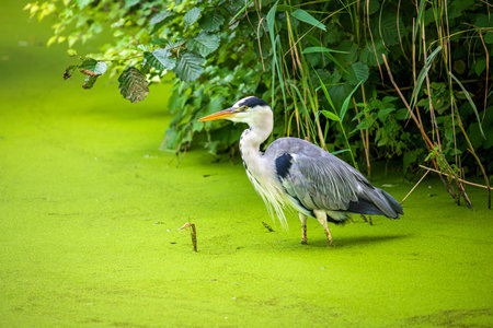 Gray Heron, Ardea Cinerea, large common gray heron on the lakeの写真素材
