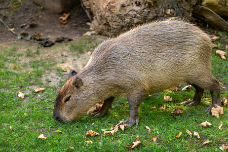 Full body of adult lesser capybara Hydrochoerus isthmiusの写真素材