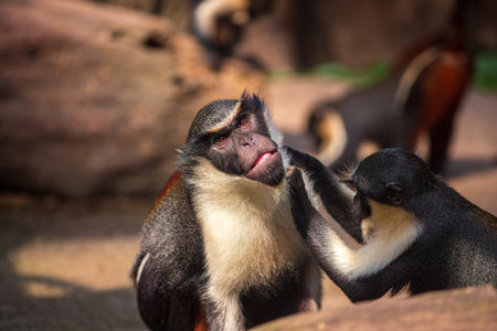 Two adult Diana monkeys, Cercopithecus diana