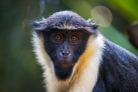 Portrait of adult male Diana monkey, Cercopithecus dianaの写真素材
