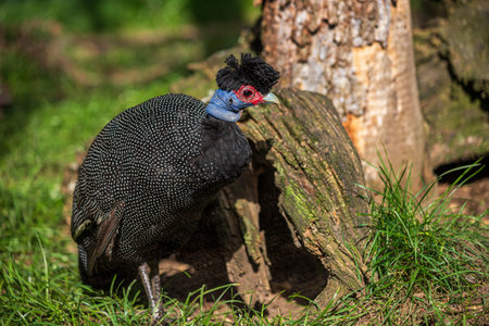 Crested Guineafowl Guttera, beautiful plumage exotic bird