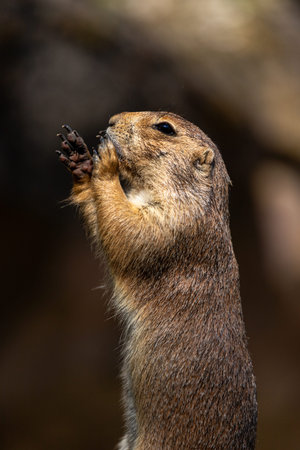 View of standing Black-tailed Prairie dog