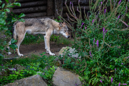 Eastern timber wolf observes the surroundingsの写真素材