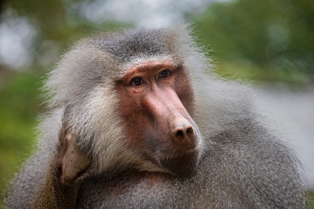Portrait of adult male Baboon monkey, Papio hamadryas