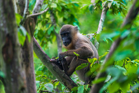 Young drill monkey, Mandrillus leucophaeus, sitting on the tree branch