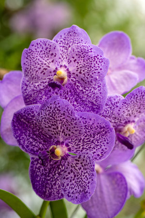 Vanda coerulea, blue orchid, blue vanda or autumn ladys tresses in the summer garden