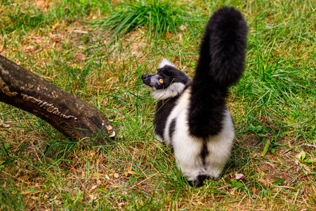 Rear view of black-and-white ruffed lemur, Varecia varecia subcincta