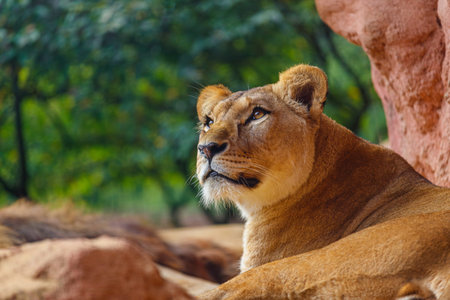 Portrait of female Barbary lion, also called the North African lion, Atlas lion and Egyptian lion