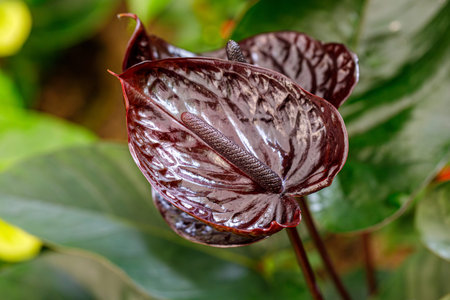 Close-up of burgundy color Anthurium andraeanum flowering plant