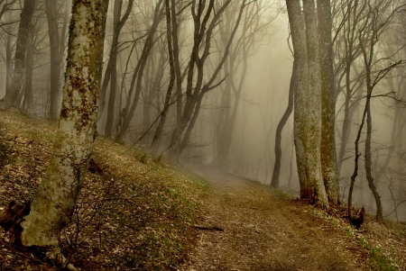 Path to the forest with fogの写真素材