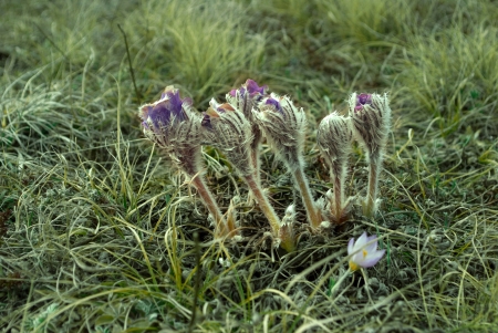 pasque-flowers in a green grassの写真素材