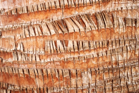 texture of palm trunkの写真素材