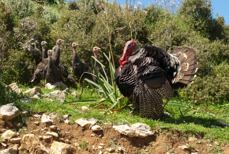 gobbler and poults on the farmの写真素材