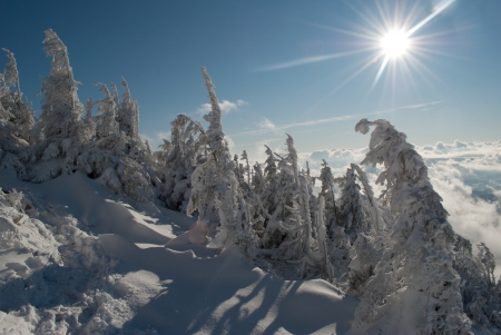 winter landscape of snow covered trees and sunの写真素材