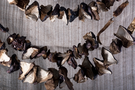 Dried mushrooms on a string on sackcloth backgroundの写真素材