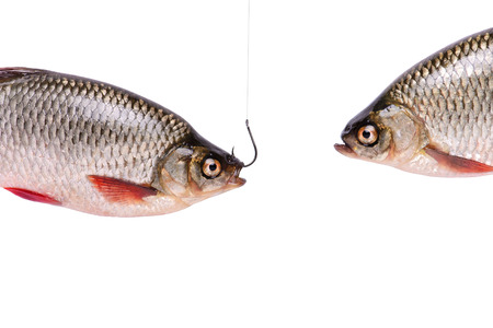 Two fishes, fish on a hook, isolated on white background with clipping path includedの写真素材