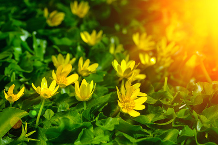 yellow spring flowers in the garden with sun rays beam, soft focus horizontal orientationの写真素材
