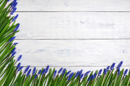first blue springs flowers Muscari border on white wooden table background with copy spaceの写真素材
