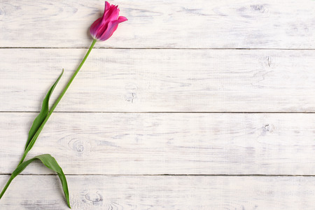 Pink tulip flower on old white wooden table background. Top view with copy space.の写真素材