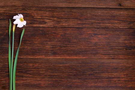 Daffodil flower on wooden background, copy spaceの写真素材