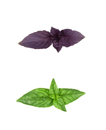 Leaves of basil isolated on white background, green and purpleの写真素材